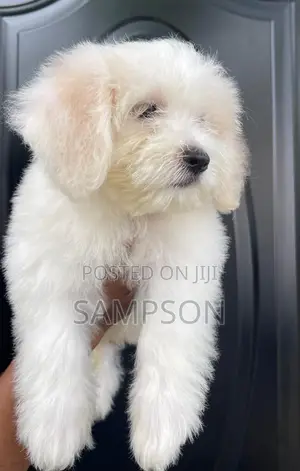 1-3 months Female Mixed Breed Shih Tzu
