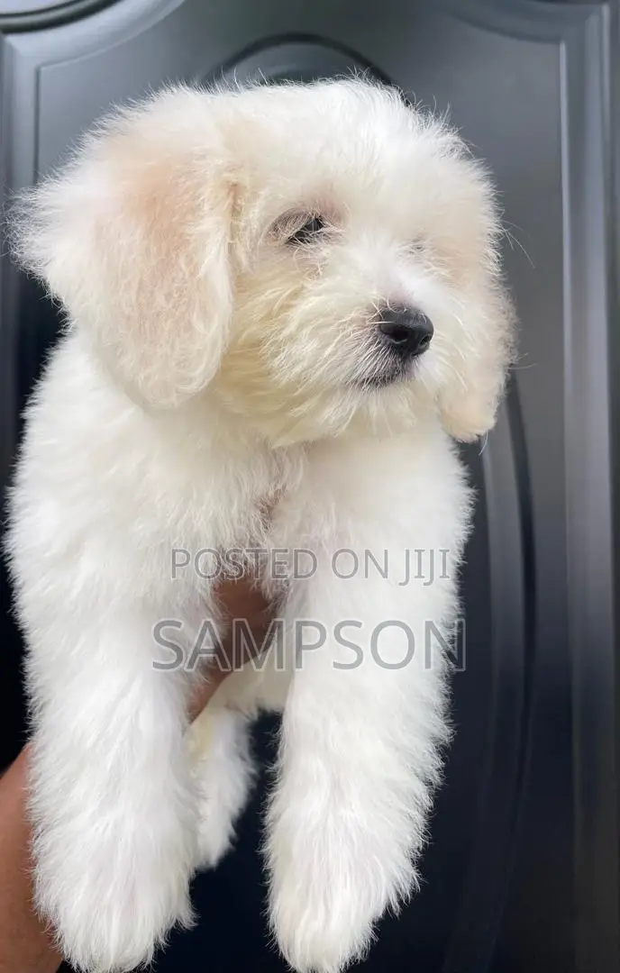 1-3 months Female Mixed Breed Shih Tzu