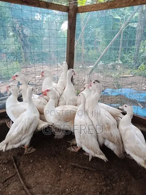 French Whit Muscovy Ducks