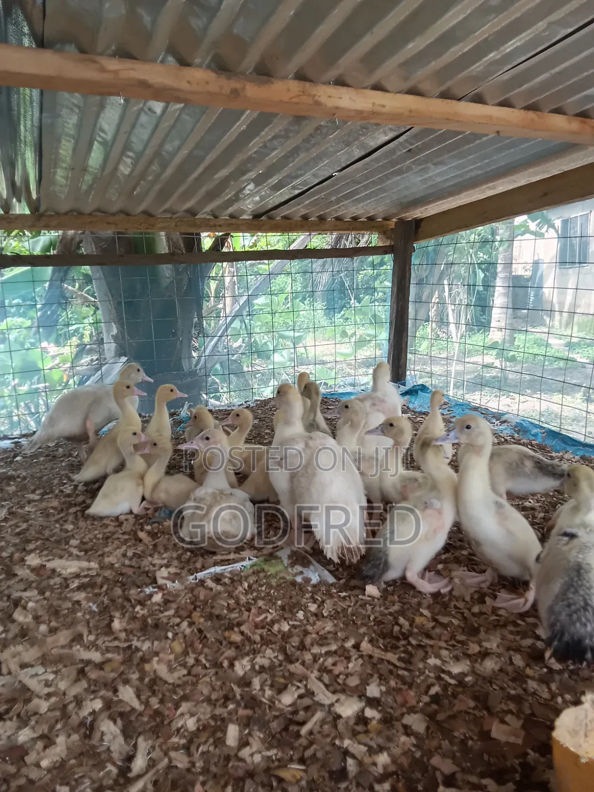 French Whit Muscovy Ducks