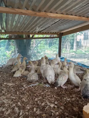 French Whit Muscovy Ducks
