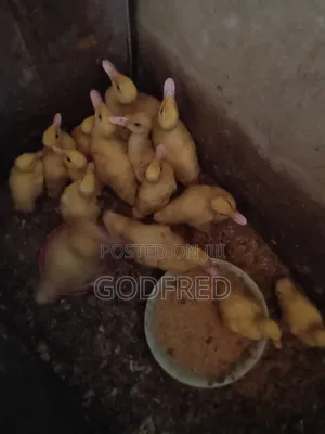 French Whit Muscovy Ducks