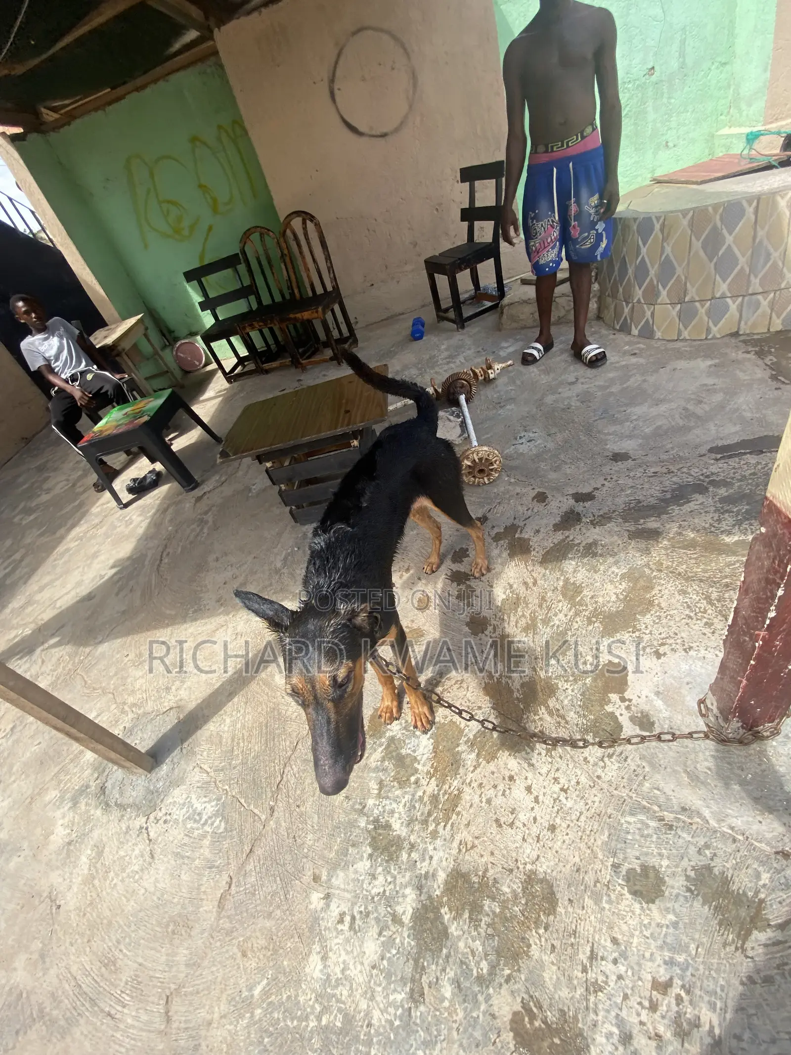 1+ year Female Purebred German Shepherd