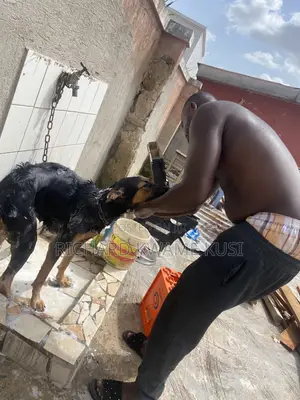 1+ year Female Purebred German Shepherd