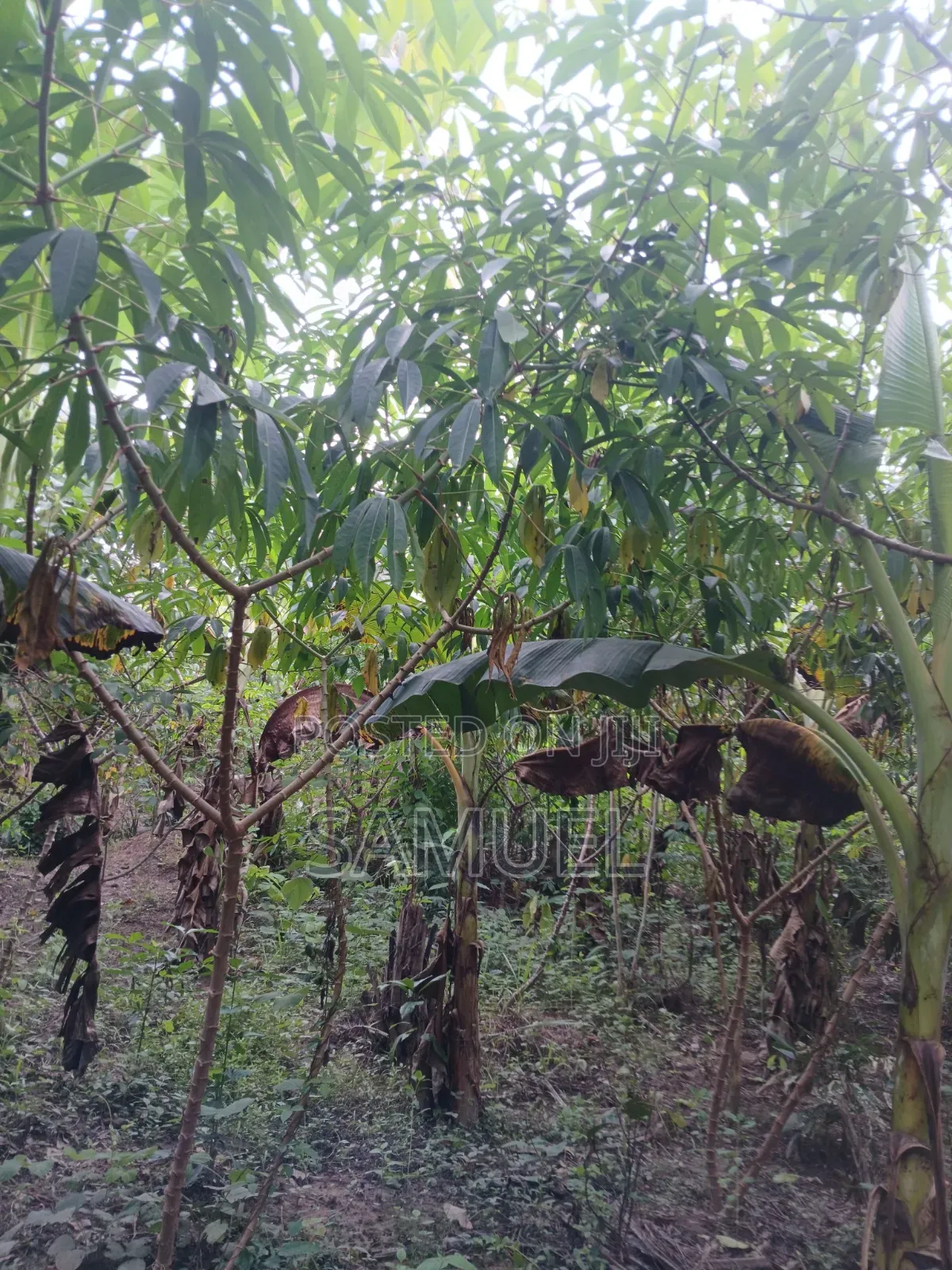 Farming Market