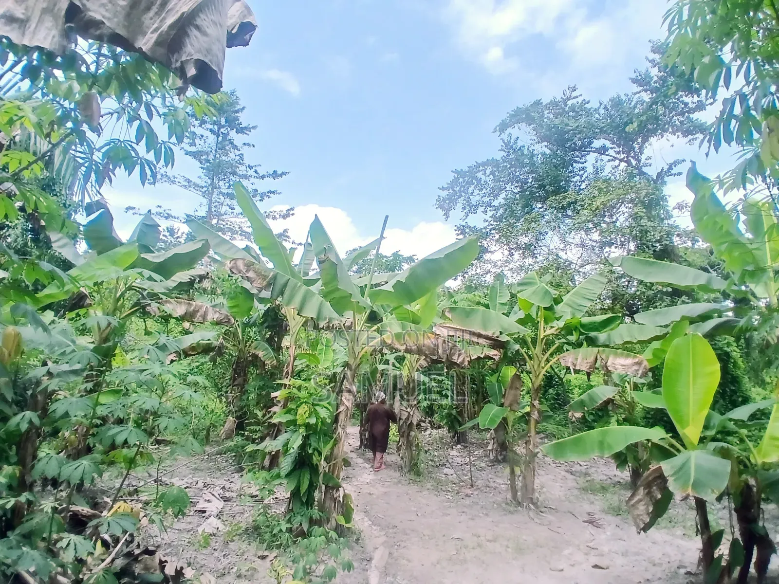 Farming Market