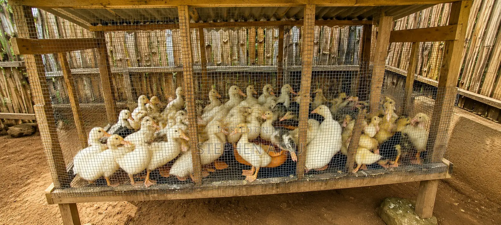 Pekin Ducks for Sale