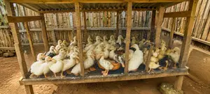 Pekin Ducks for Sale