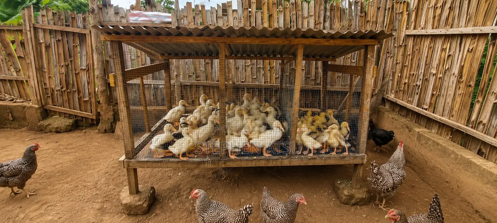 Pekin Ducks for Sale