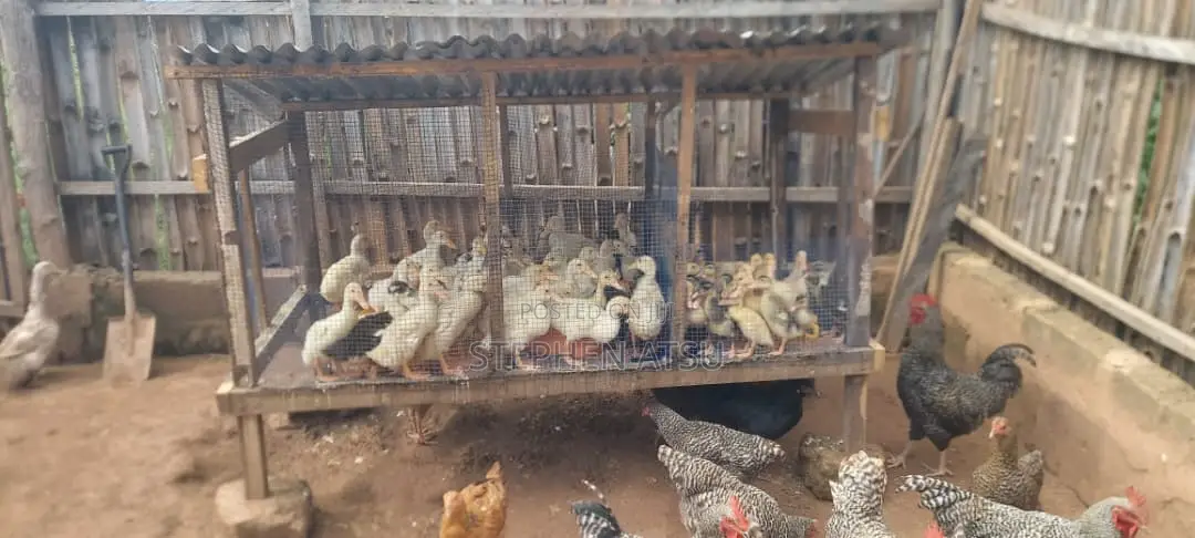 Pekin Ducks for Sale