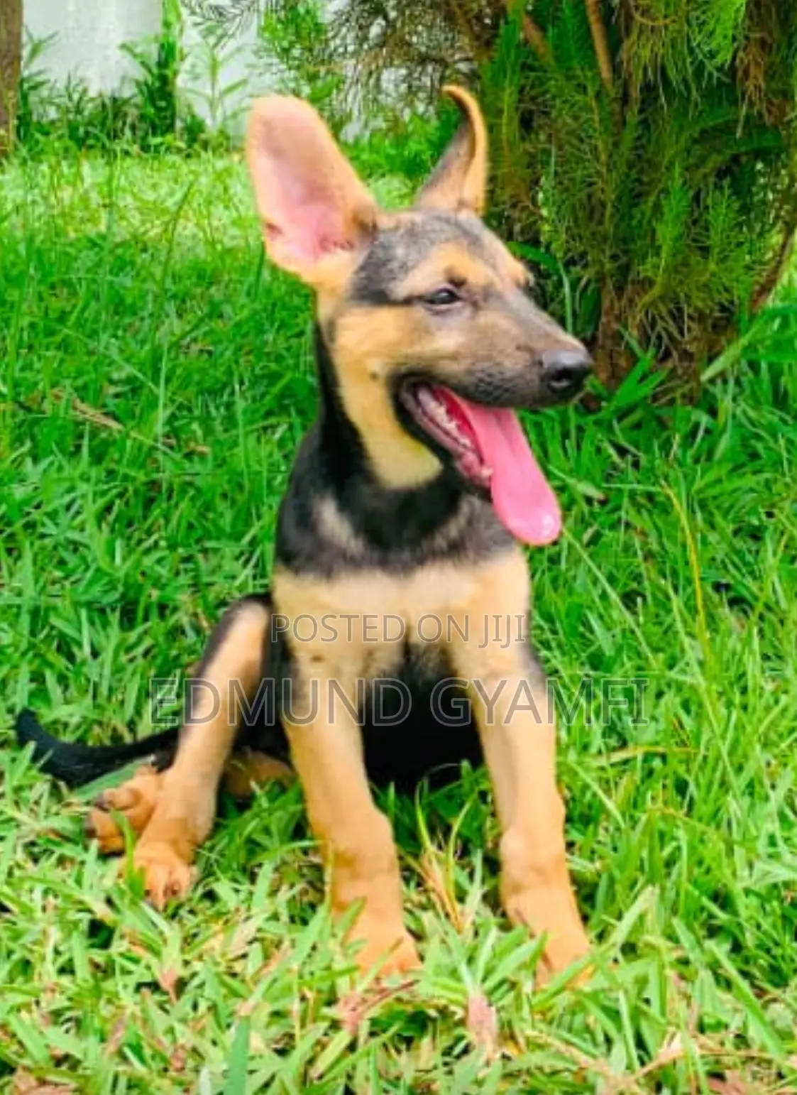 1-3 months Female Purebred German Shepherd