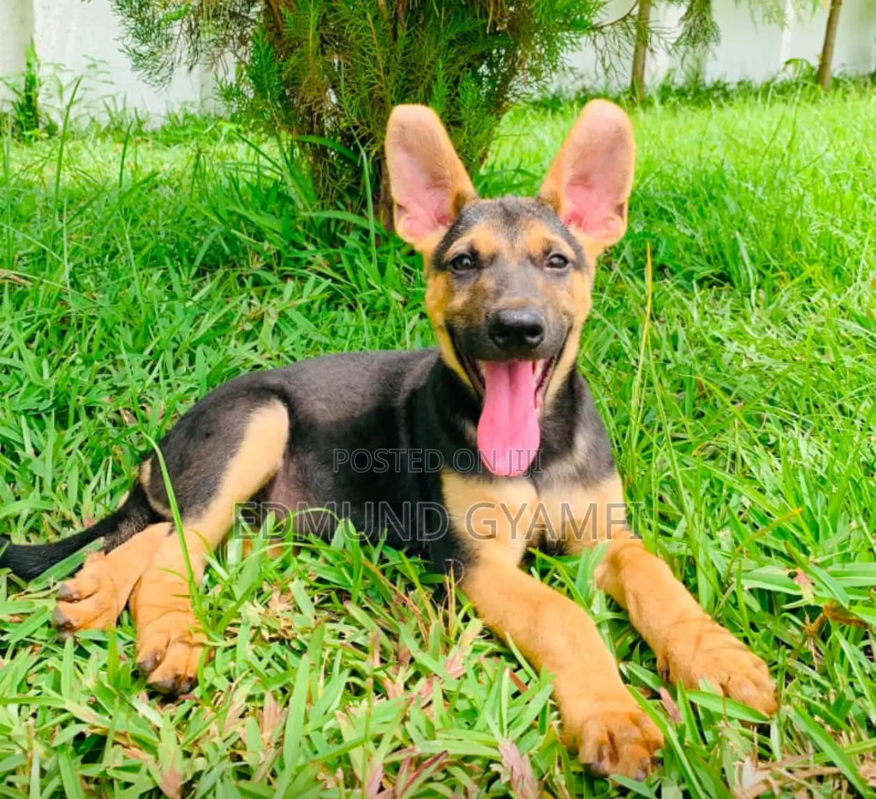 1-3 months Female Purebred German Shepherd