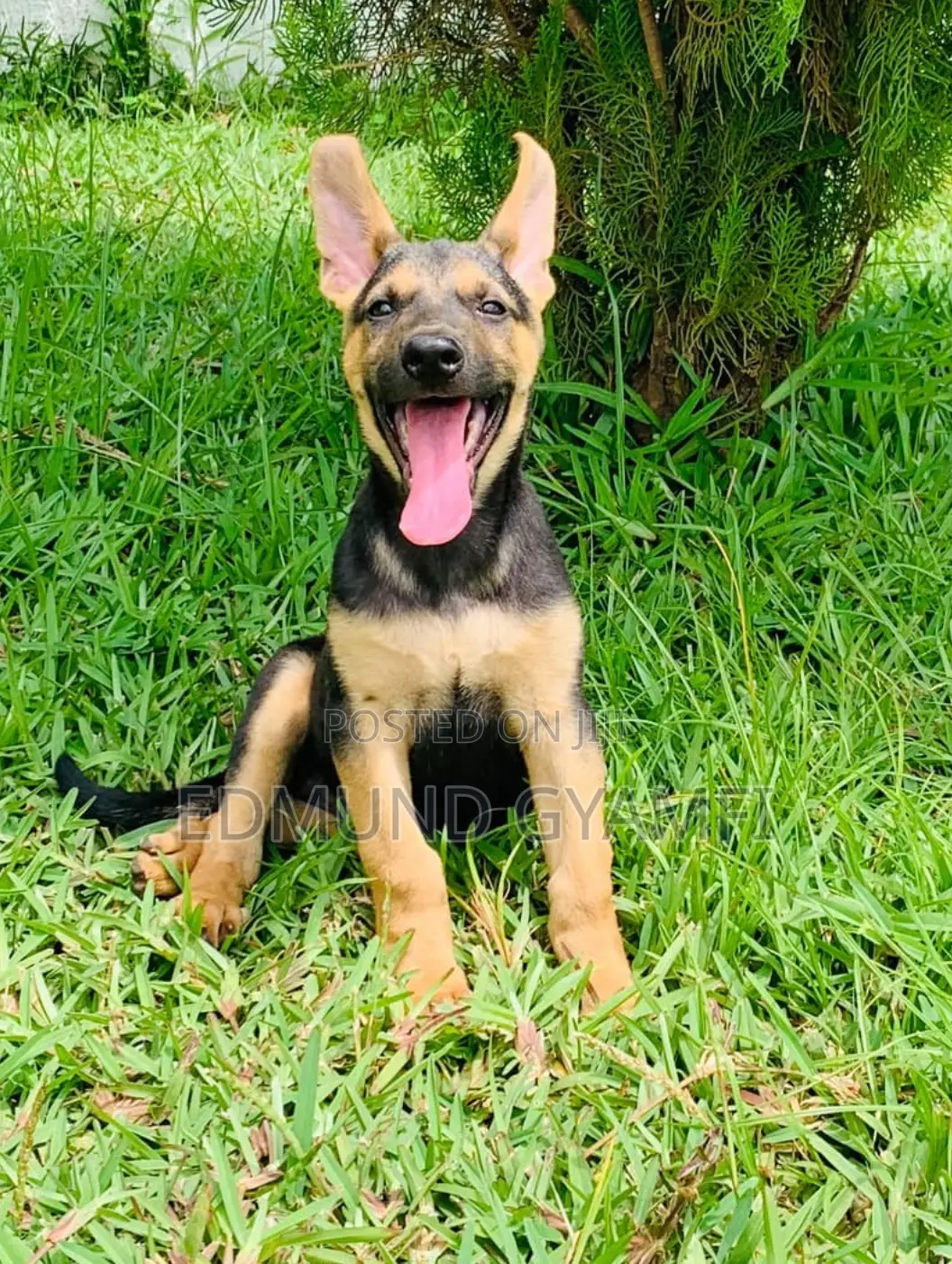 1-3 months Female Purebred German Shepherd