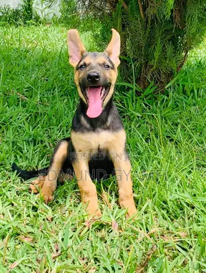 1-3 months Female Purebred German Shepherd