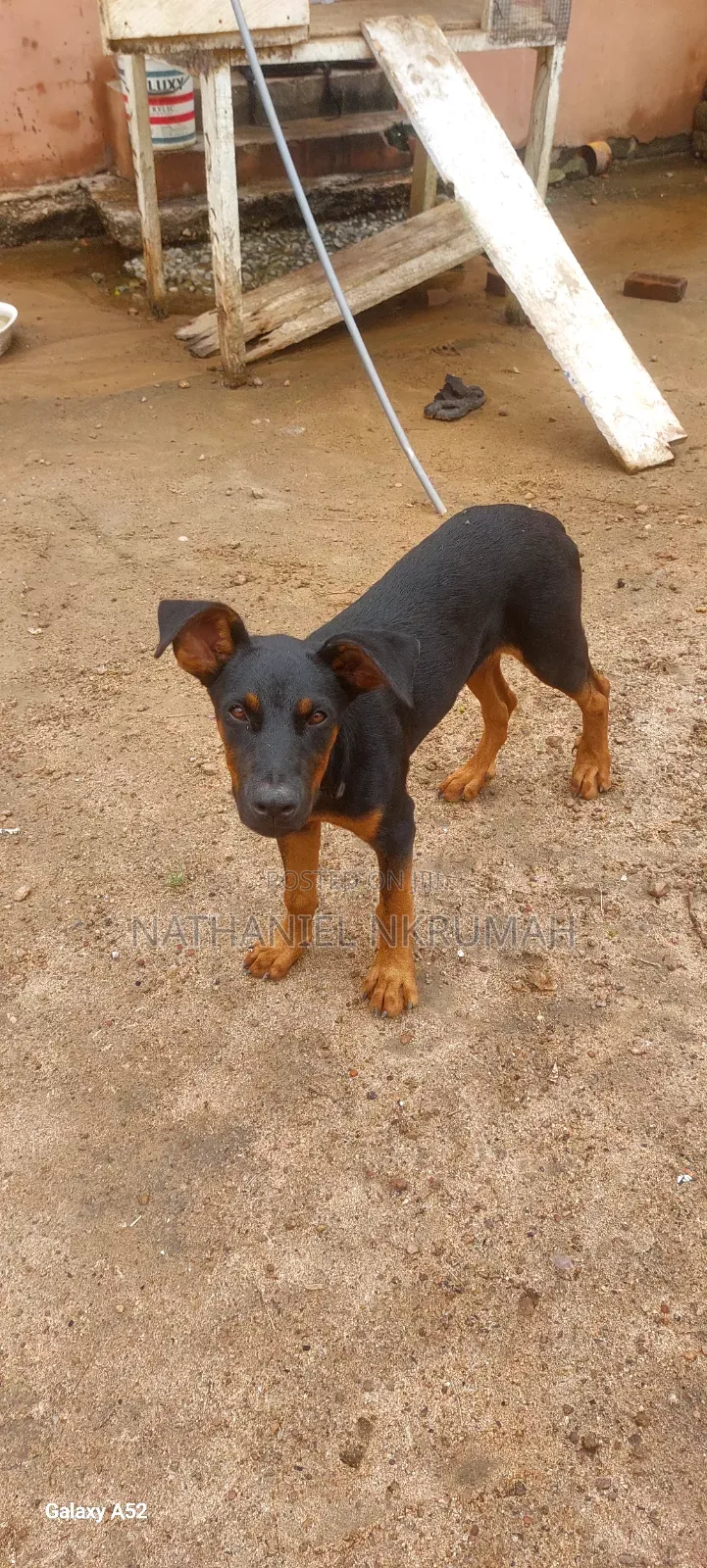 3-6 months Male Purebred Doberman Pinscher