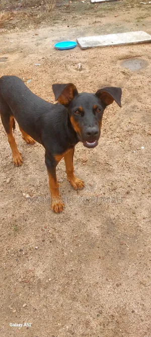 3-6 months Male Purebred Doberman Pinscher