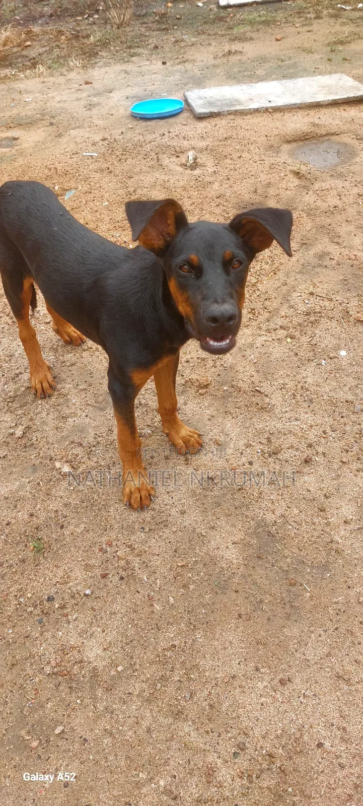 3-6 months Male Purebred Doberman Pinscher