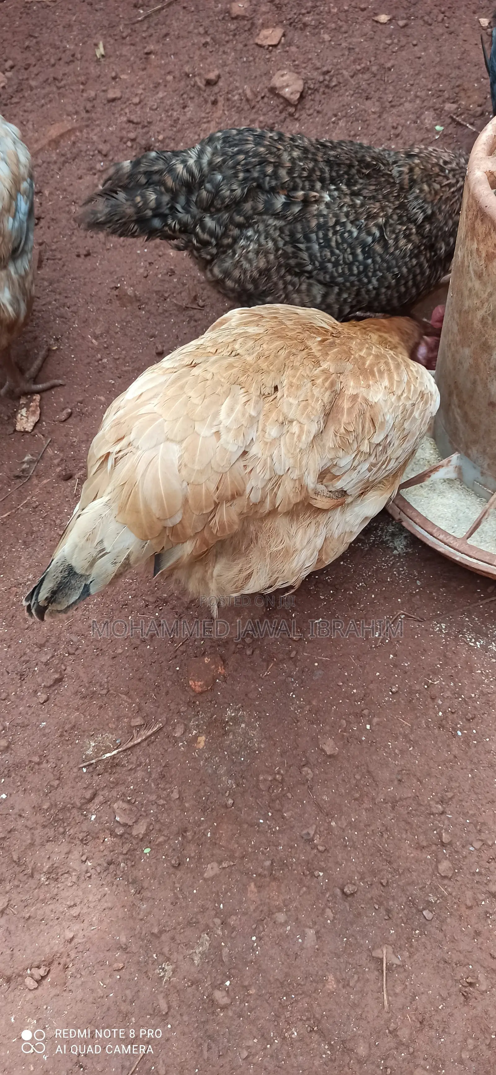 Mature Male and Female Sasso