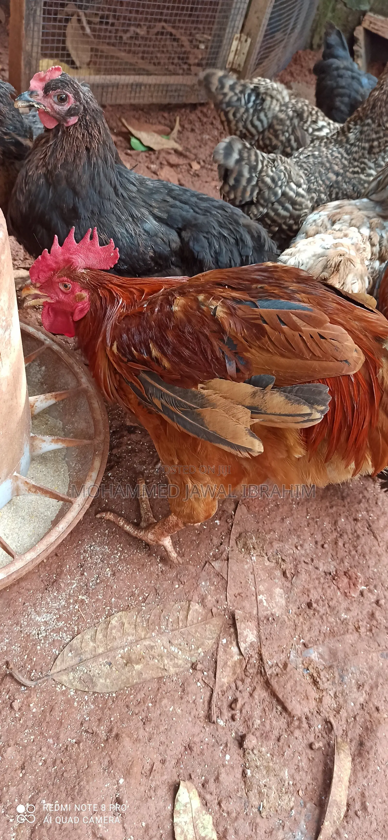 Mature Male and Female Sasso