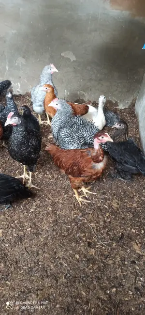 Plymouth Cockrel