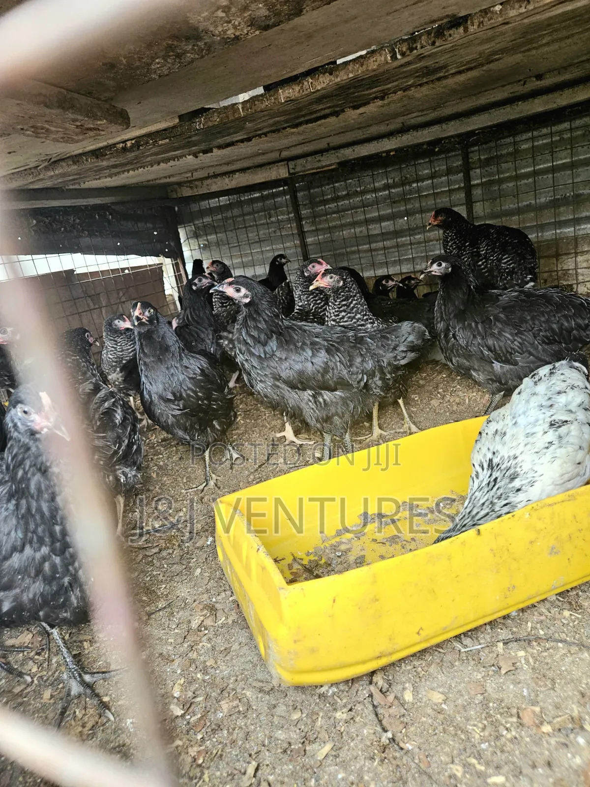 Black White Layer Chicken