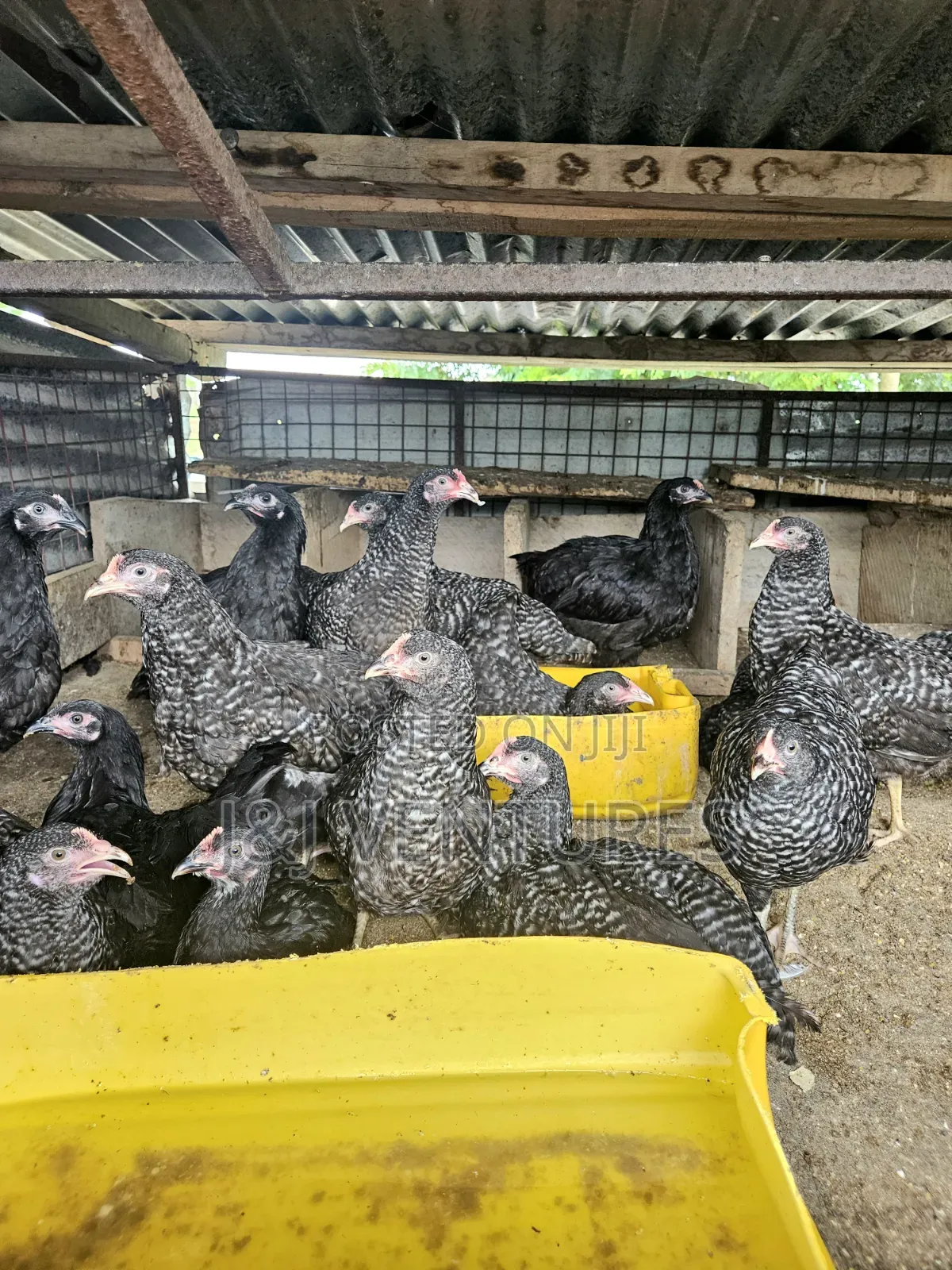 Black White Layer Chicken