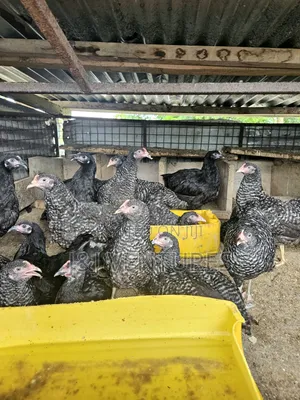 Black White Layer Chicken