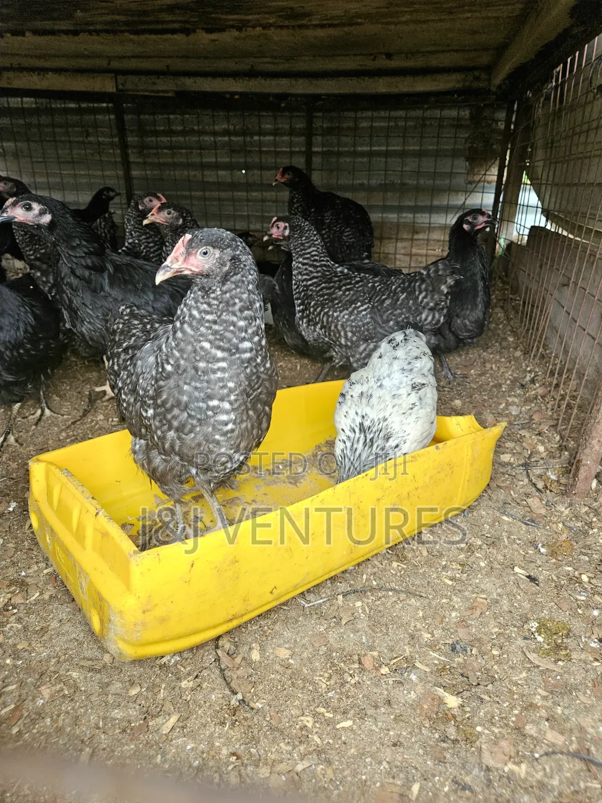 Black White Layer Chicken