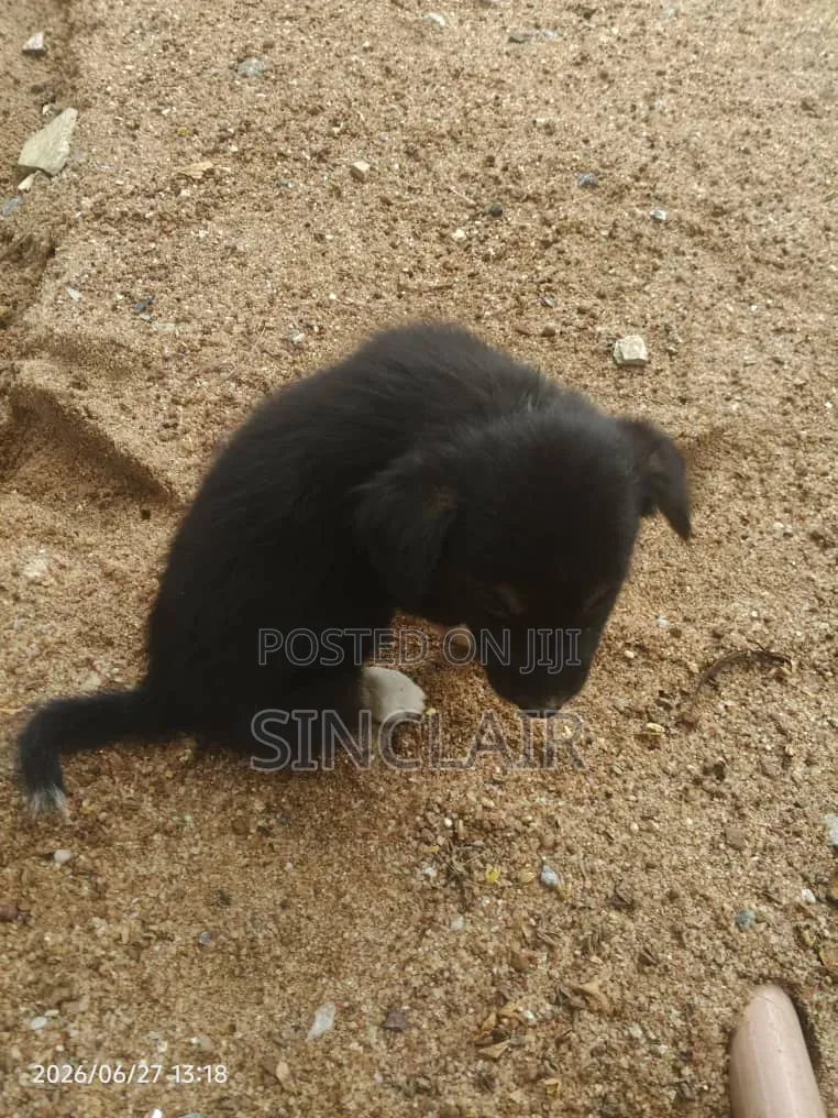 1-3 months Male Mixed Breed Dog