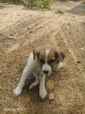 1-3 months Male Mixed Breed Dog