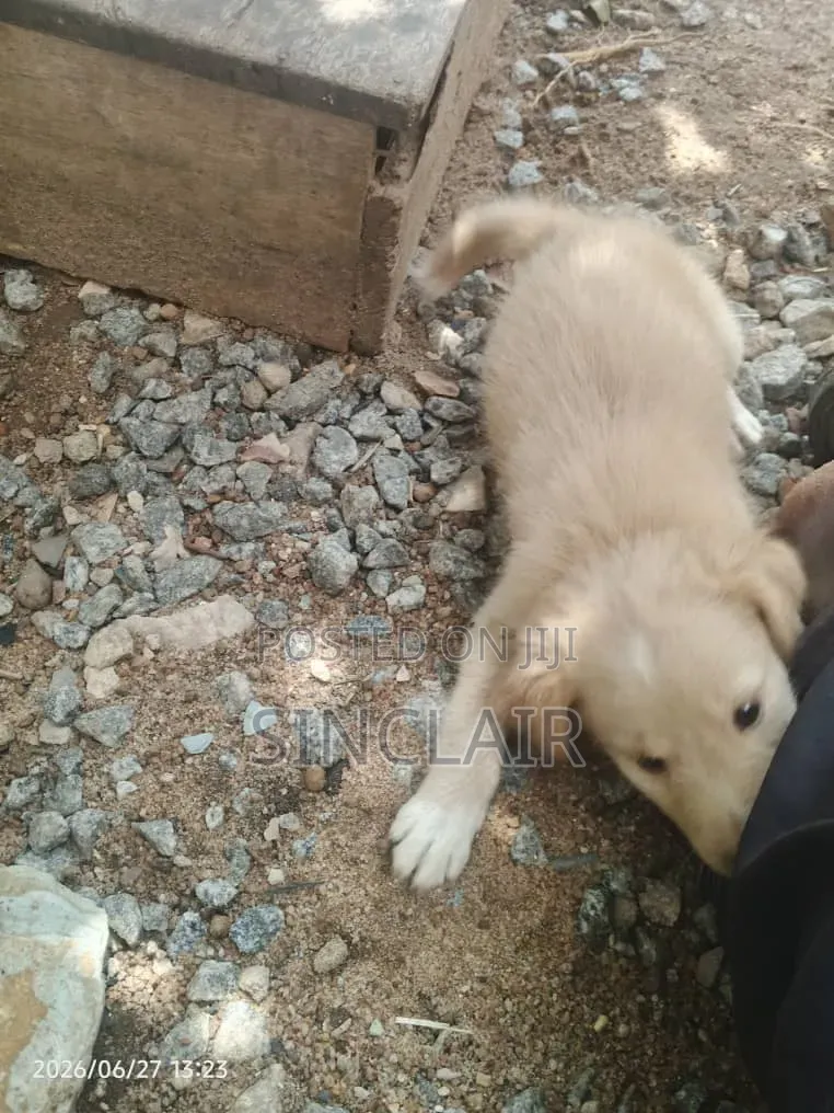 1-3 months Male Mixed Breed Dog