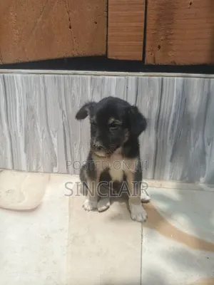 1-3 months Male Mixed Breed Dog