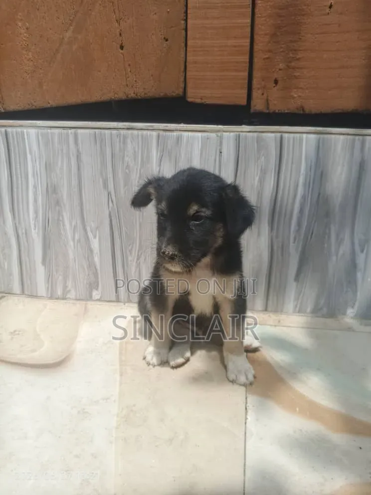 1-3 months Male Mixed Breed Dog