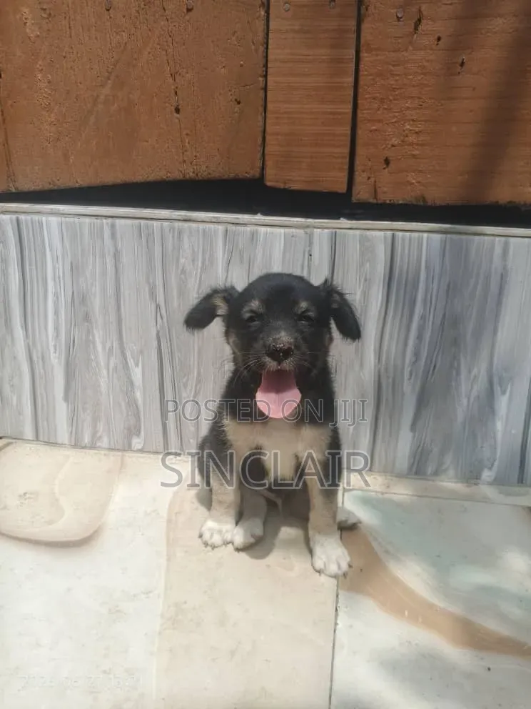1-3 months Male Mixed Breed Dog