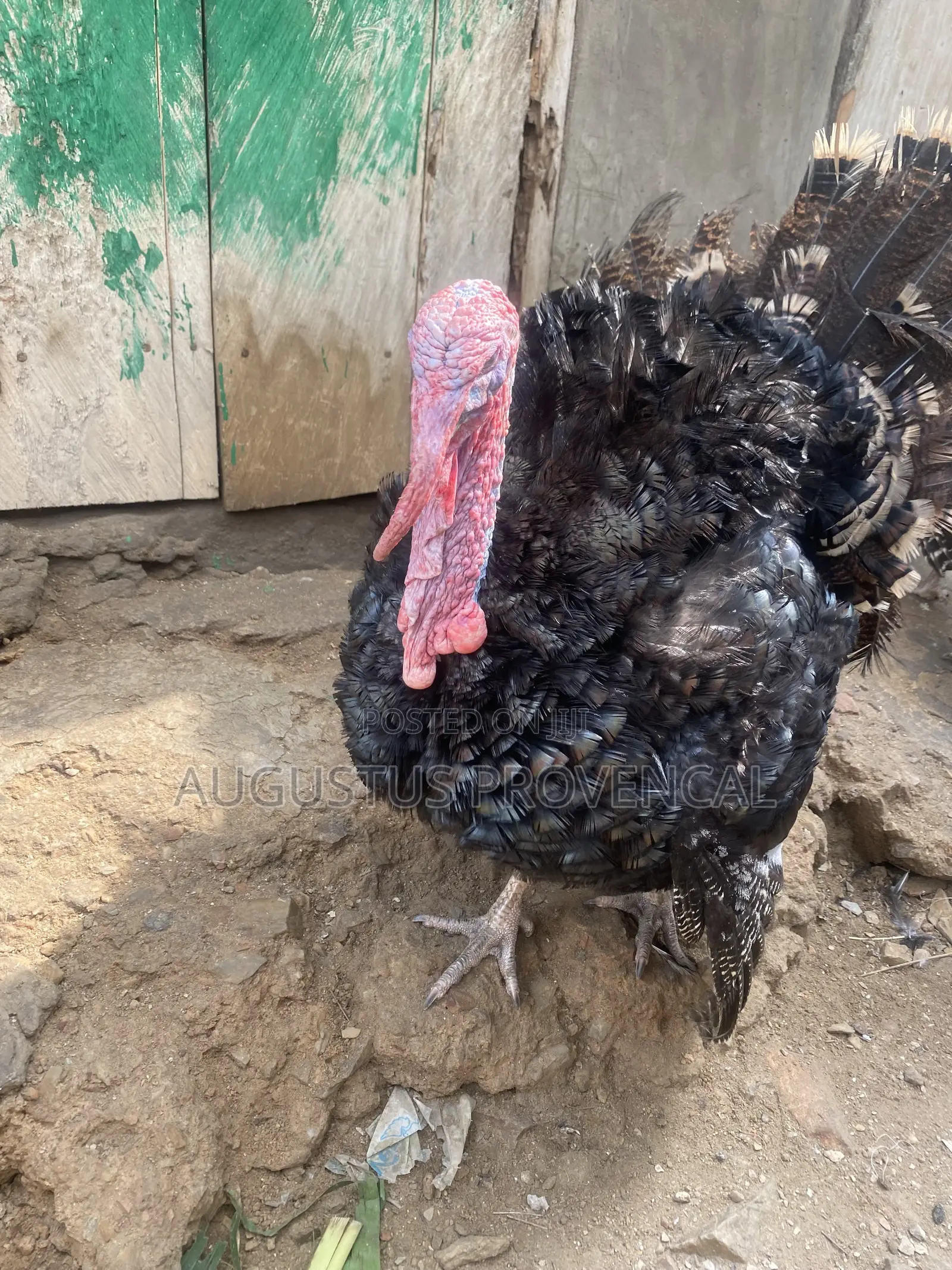 Turkey Farm