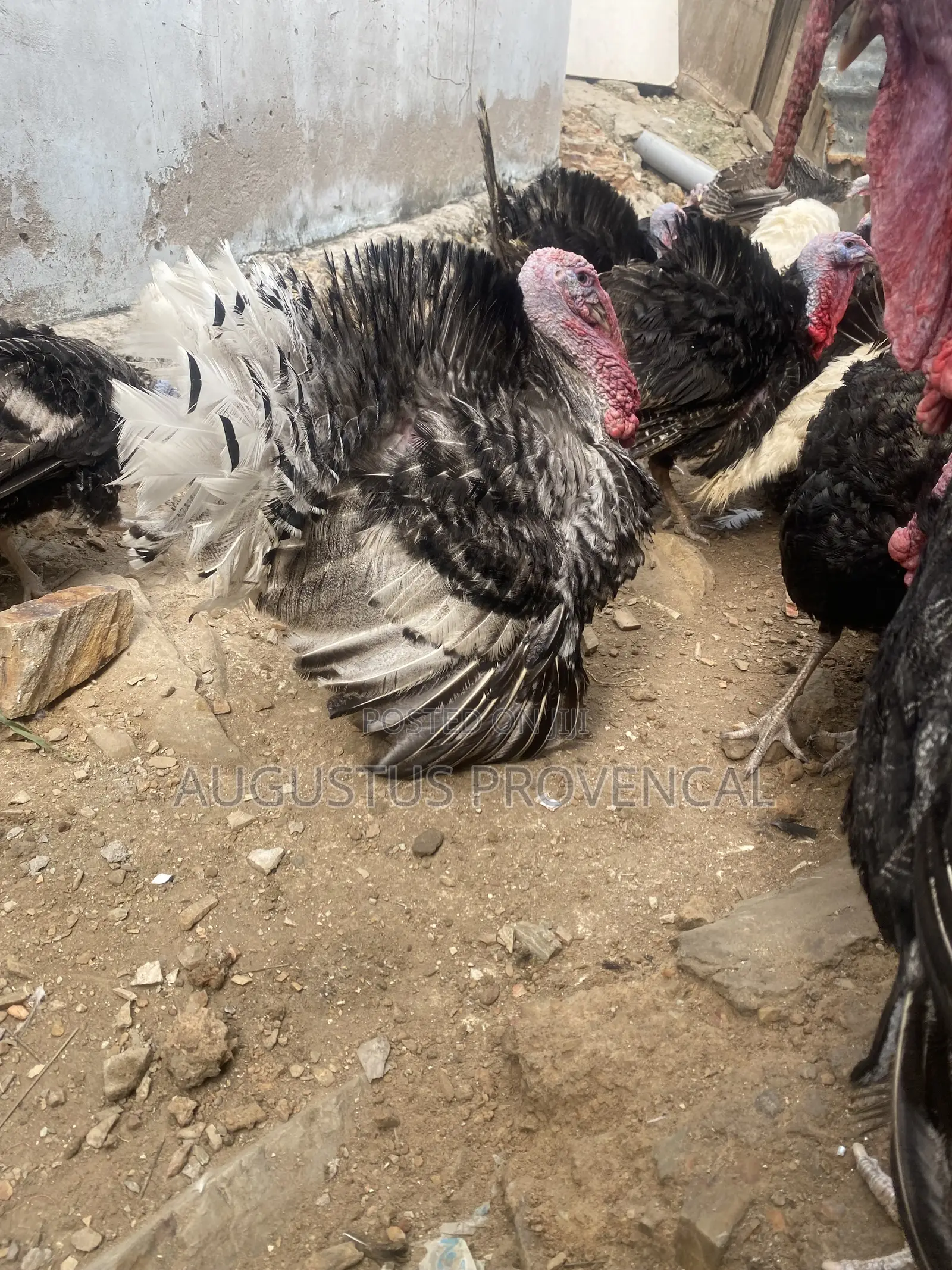 Turkey Farm