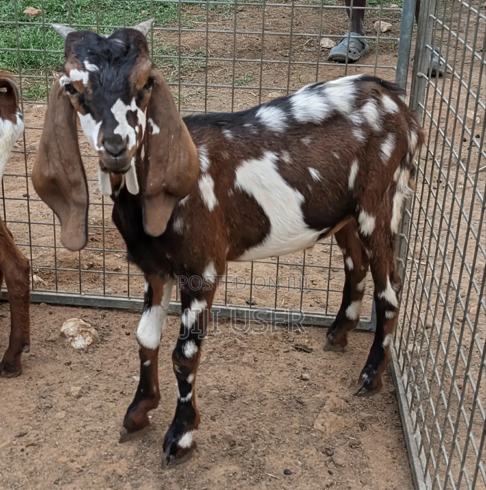 Gulabi X Sahelian Spotted Male 5 Months Old