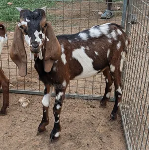 Gulabi X Sahelian Spotted Male 5 Months Old