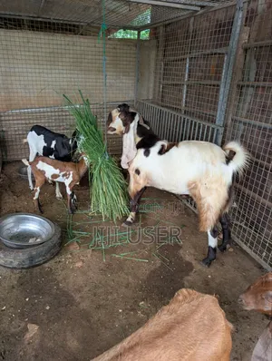 Gulabi X Sahelian Spotted Male 5 Months Old