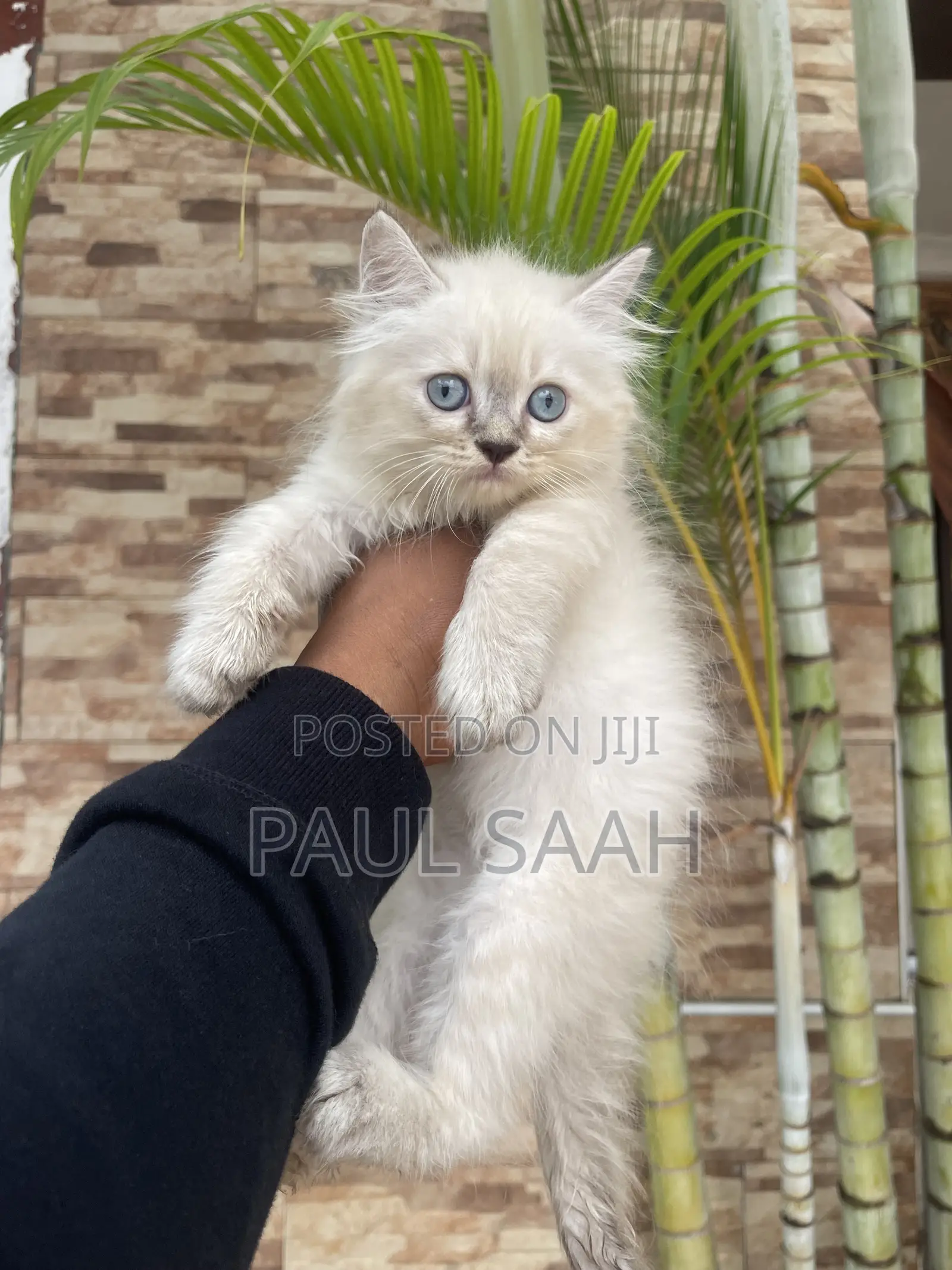1-3 months Male Purebred Persian