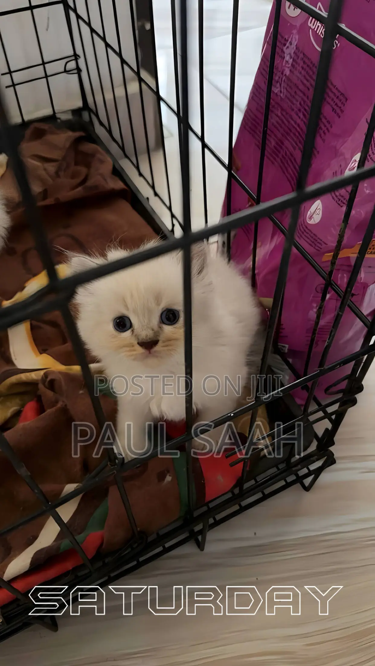 1-3 months Male Purebred Persian
