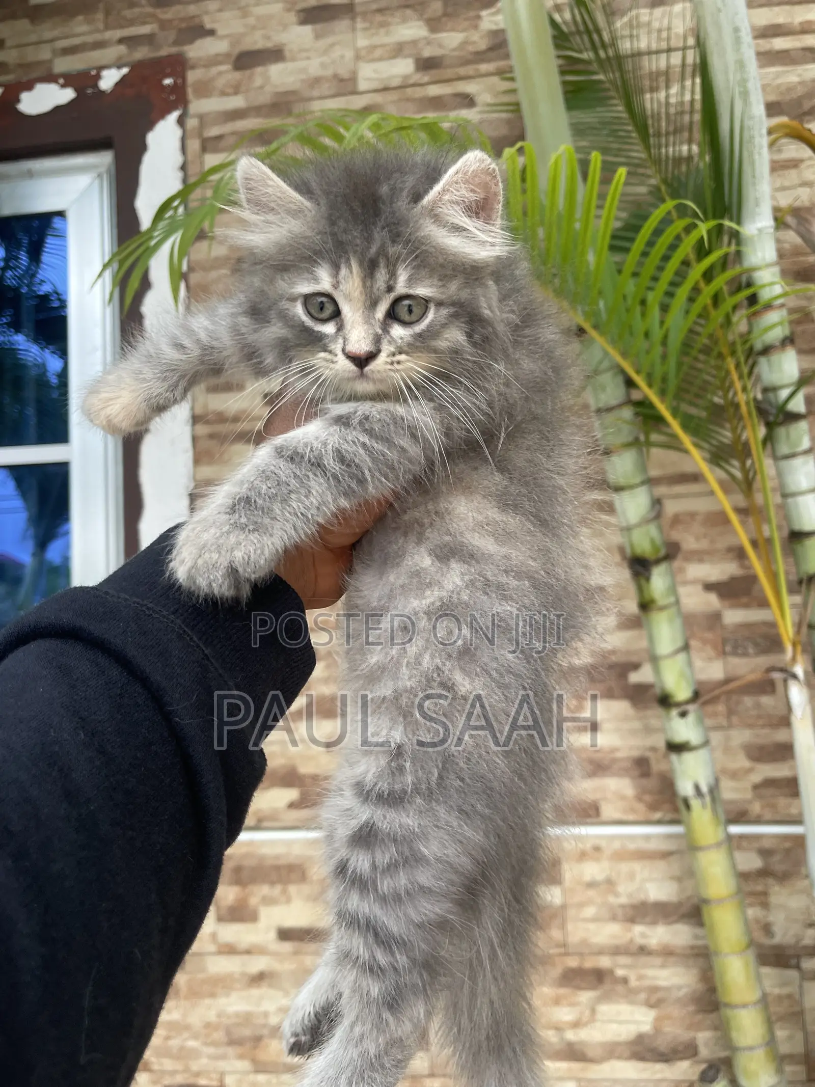 1-3 months Male Purebred Persian