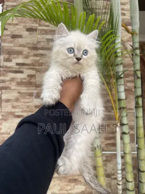 1-3 months Male Purebred Persian