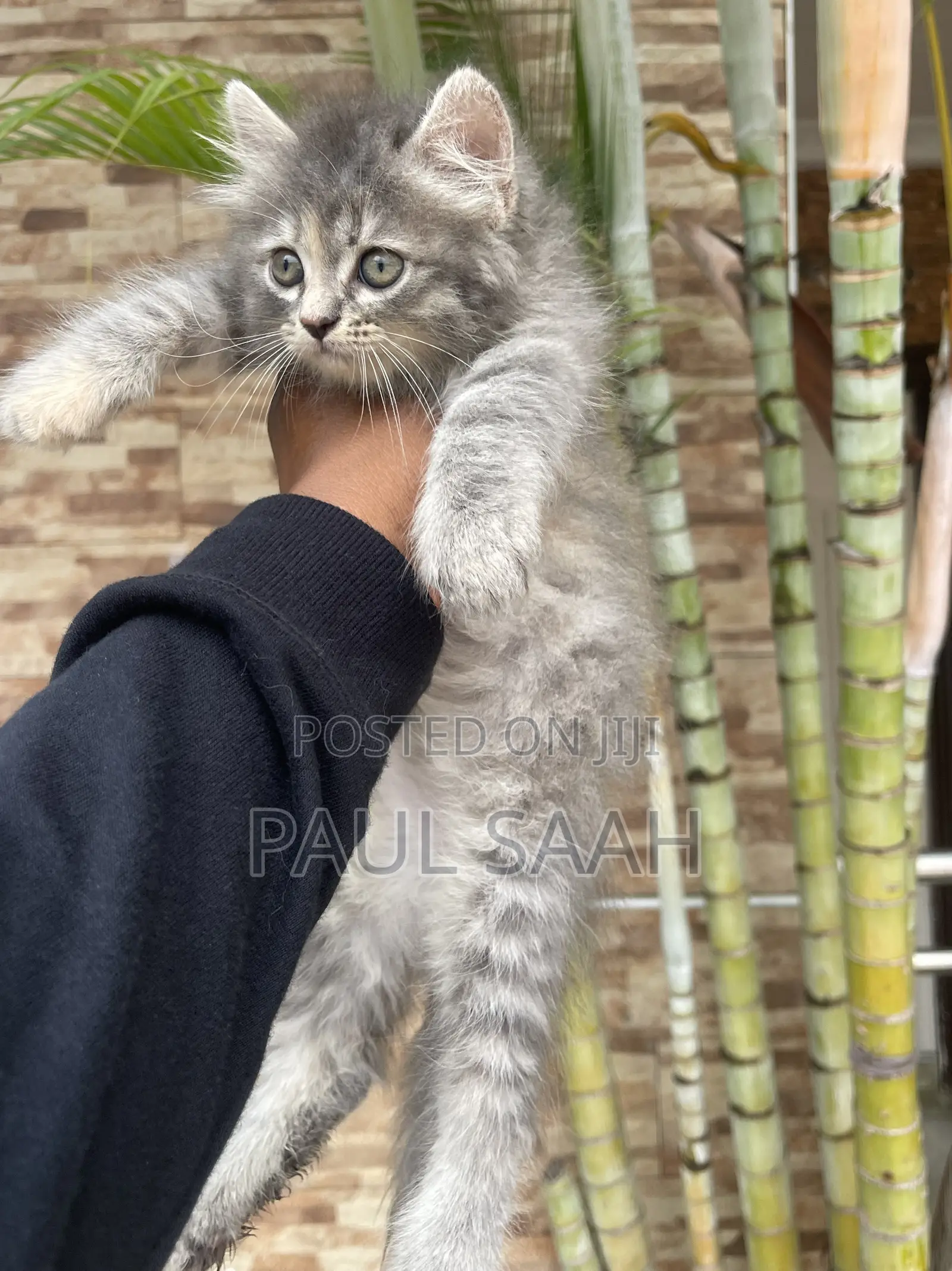 1-3 months Male Purebred Persian