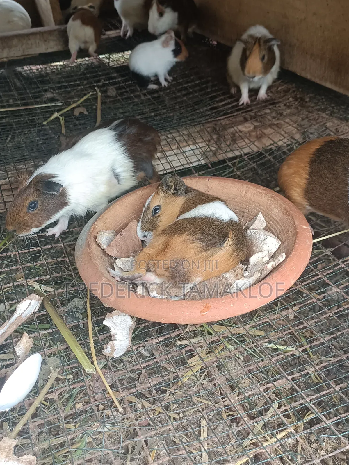 Guinea Pigs