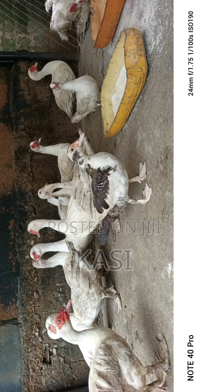 Muscovy Ducks Both Male and Female