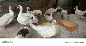 Muscovy Ducks Both Male and Female