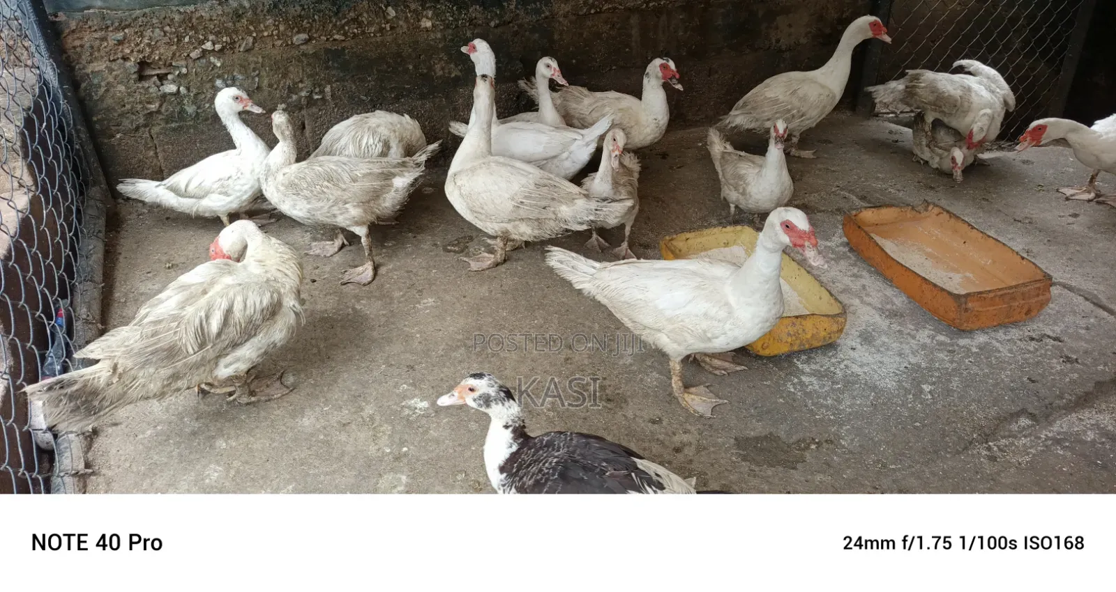 Muscovy Ducks Both Male and Female