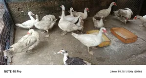 Muscovy Ducks Both Male and Female