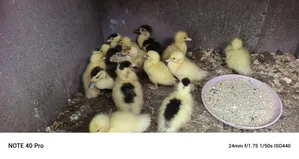 Muscovy Ducklings